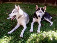 /album/fotogaleria/a336956-3197974328840-1036478856-o-jpg/