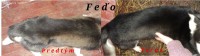 /album/fotogaleria/fedo-jpg/