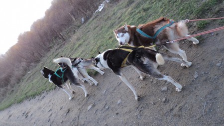 12.11.2013-   4 Husky po 1 krat v mojom zivote-moje huky