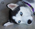 /album/husky1/a4795088596-dc1e82f1e0-jpg/