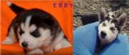 /album/fotogaleria-fotogaleria1/ebby-jpg/