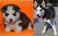/album/fotogaleria-fotogaleria1/jasper-jpg/